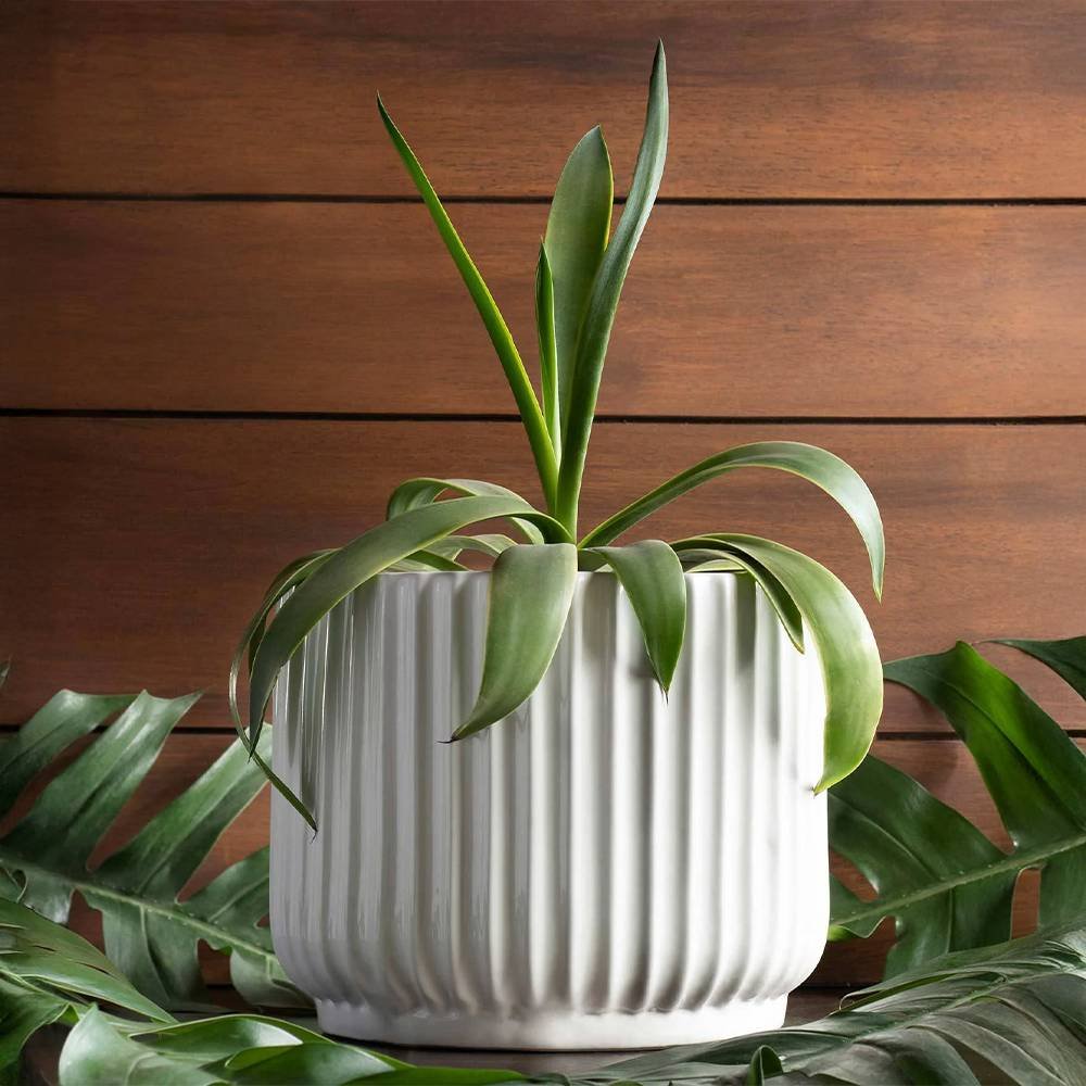 Phoenix ceramic Planter